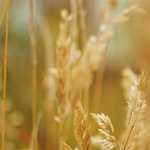 Продукты питания